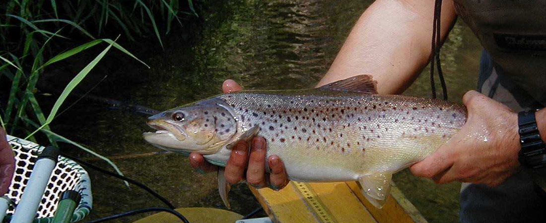 Fishing Regulations A pair of brown trout