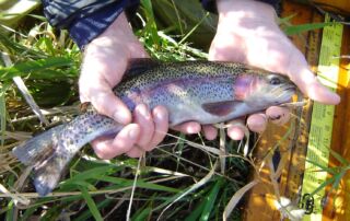 rainbow trout