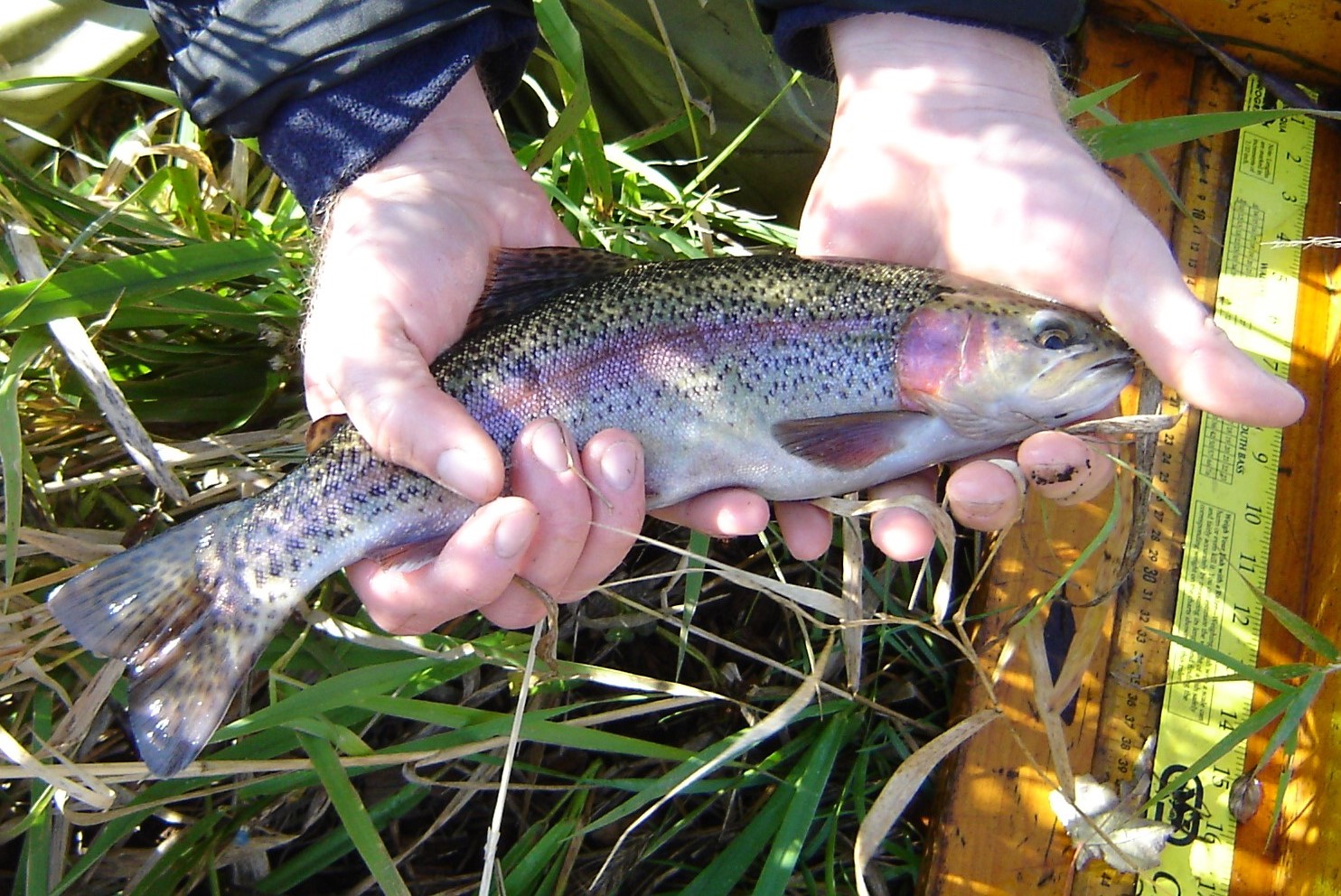 rainbow trout