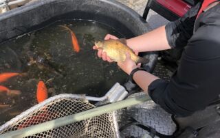 Photo shows carp and goldfish (in the tub) captured from East Lake. The person holding the fish has a goldfish that has lost its bright coloration and has become more naturalized to the lake environment.