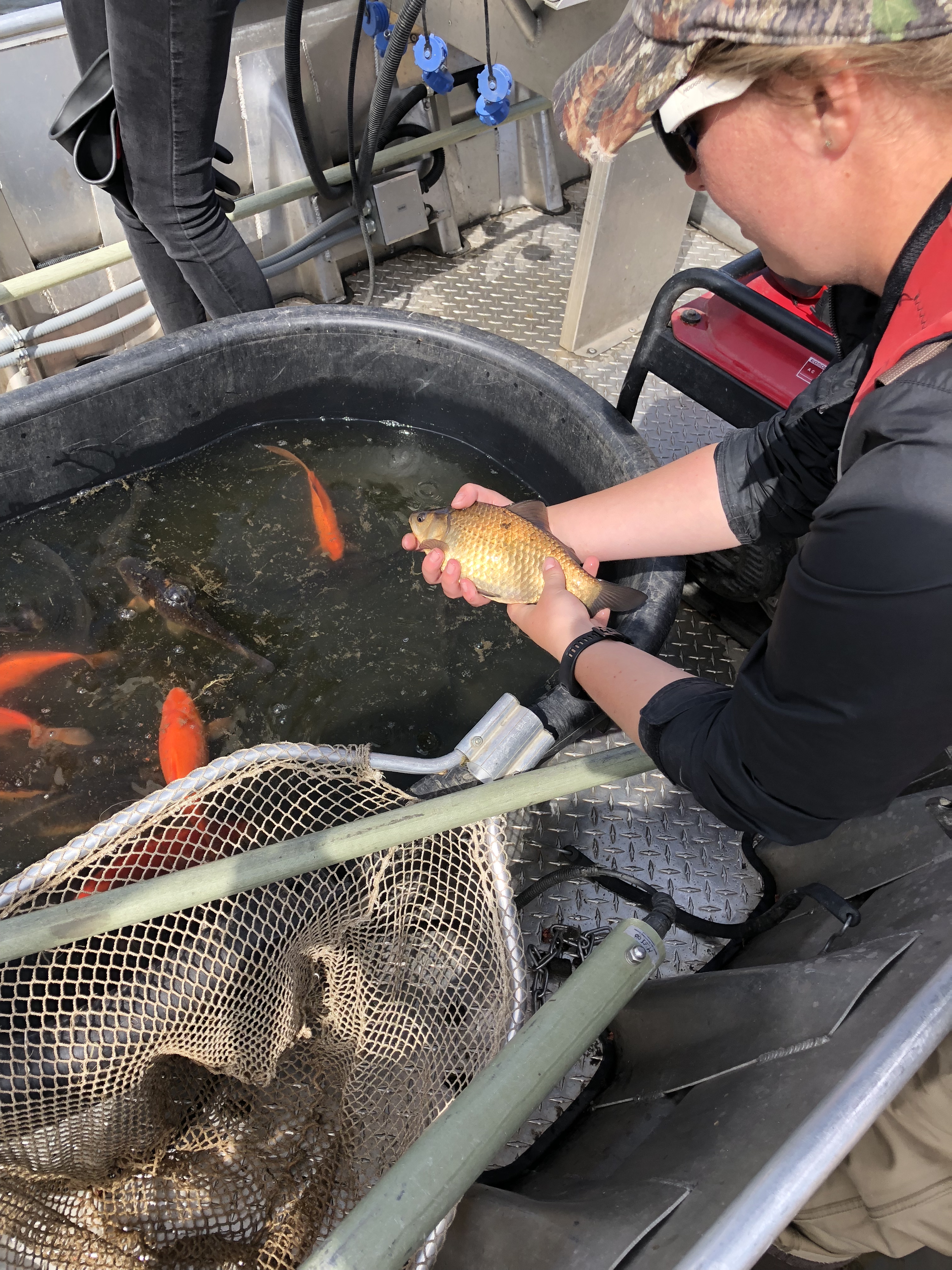 Photo shows carp and goldfish (in the tub) captured from East Lake. The person holding the fish has a goldfish that has lost its bright coloration and has become more naturalized to the lake environment.