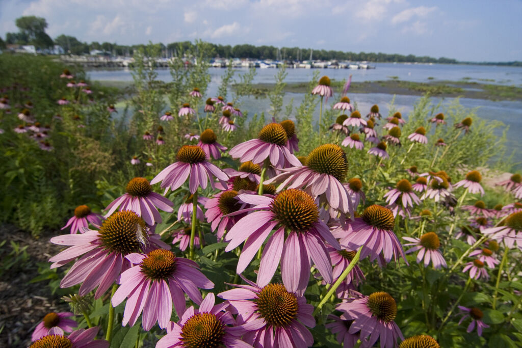 Landscaping for Clean Water 2023 Vermillion River Watershed